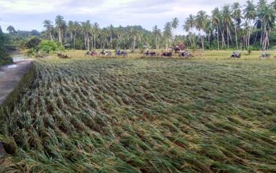 Padi Gagal Panen, Akibat Banjir Bandang di DAS Air Mantai