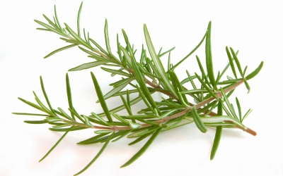 Daun Bumbu Rosemary, Bisa Bikin Panjang Umur