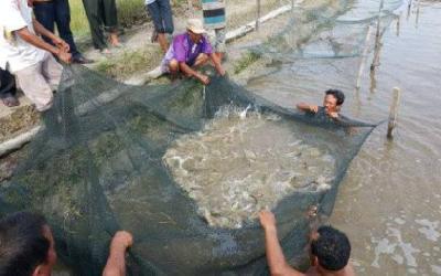 Pemkab Rohil Akan Kembalikan Kejayaan Sektor Perikanan