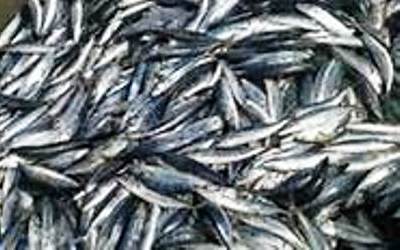 Pelalawan Surga Pembuangan Makan Berformalin