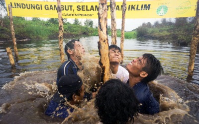 Greenpeace Dukung Tata Kelola Lahan Gambut