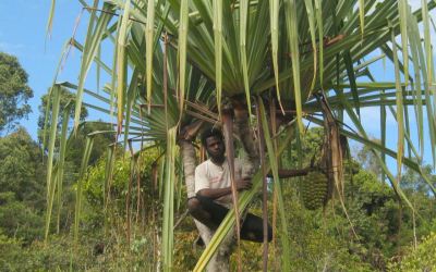 Kelapa Hutan Papua Miliki Manfaat dan Rasanya Unik