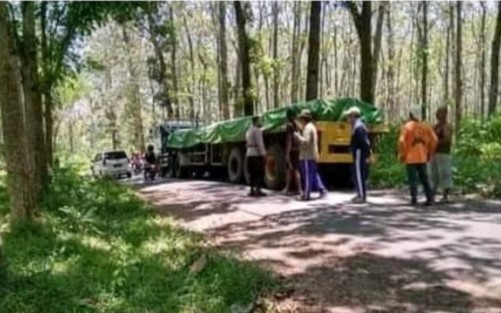Supir Kerasukan, Truk Trailer Nyasar ke Hutan Jati 