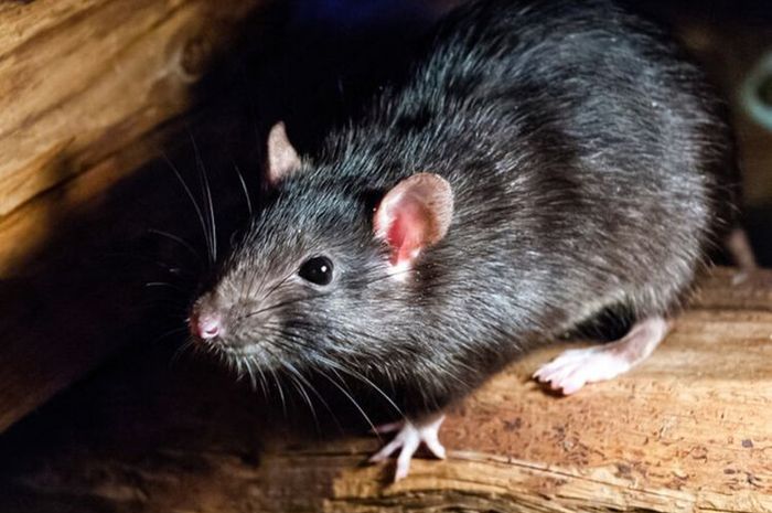 Inilah Cara Mengusir Tikus Secara Alami, Tak Perlu Pakai Racun!