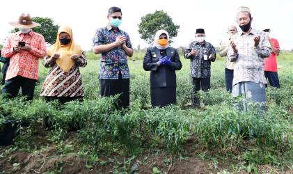 Rahma Hadir Panen Raya Cabe dan Semangka