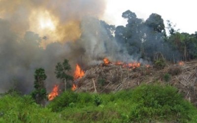 Kebakaran Kawasan TNTN Diduga Sengaja Dibakar