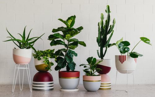 Booming Tanaman Hias, Penjual Pot Kecipratan Untung!