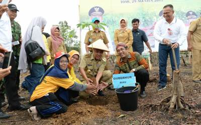 Gubri Laksanakan Tanam Serentak Bibit Karet se Kuansing