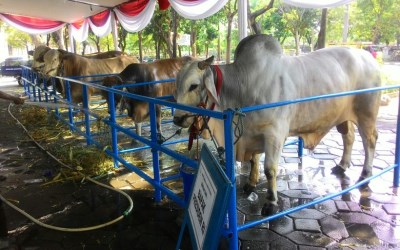 Sapi Kurban Sumbangan Jokowi Seberat 1,1 Ton