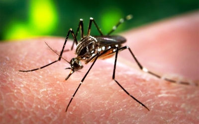 Waspada 3 Bahaya Virus Zika Akibat Gigitan Nyamuk