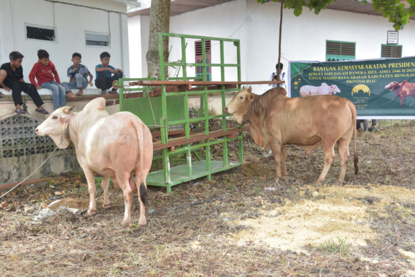Bupati Kasmarni Serahkan Sapi Kurban Presiden Prabowo di Masjid Besar Arafah Duri