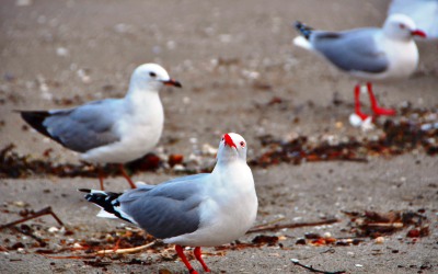 Hampir Semua Burung Laut Ternyata Makan Plastik