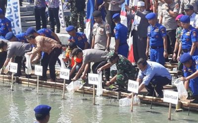 Kapolri dan Panglima TNI Tanam Mangrove Serta Sebar Benih Ikan