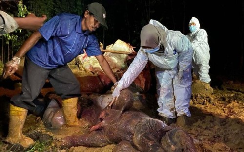 Gajah Bunting di Riau Mati Diracun di Konsesi Akasia PT Arara Abadi