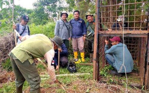 Harimau Muncul di Pemukiman Warga Siak, BBKSDA Pasang Boxtrap