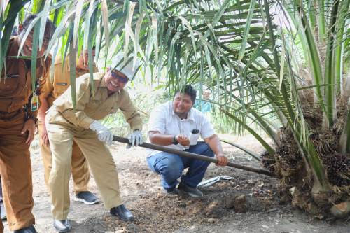 Sekda Siak Arfan Lakukan Panen Perdana Program PSR dari PTPN V