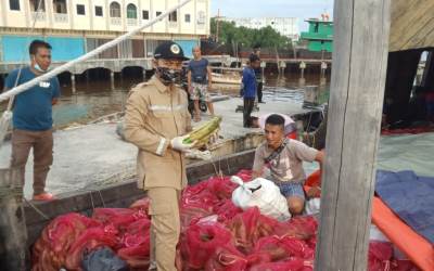 Talas dan Pisang Bengkalis Rambah Pasar Luar Negeri