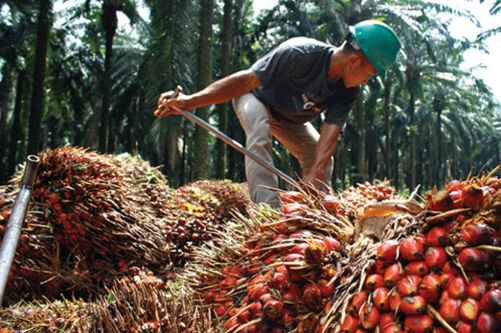 Harga TBS di Riau Minggu Ini Naik Rp85,69/Kg