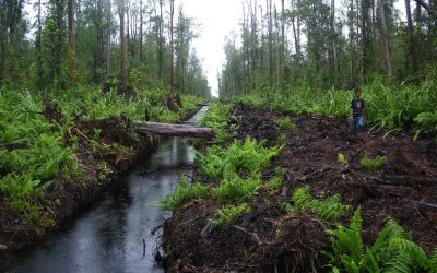 Perubahan Iklim Pengaruhi Masyarakat di Lahan Gambut