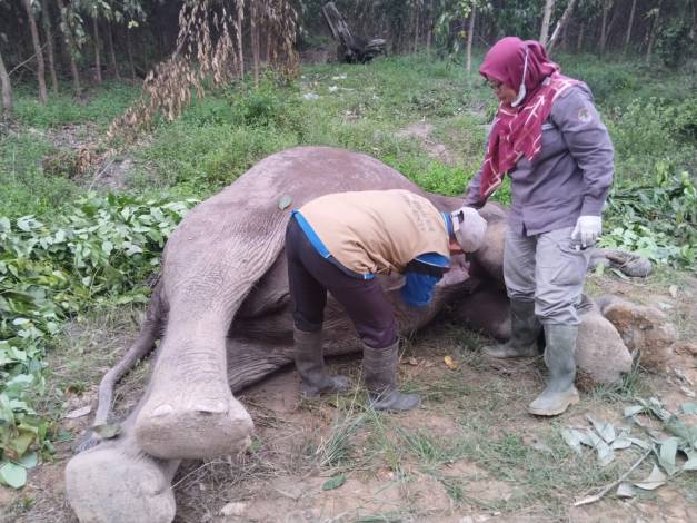 Diduga Diracun, Seekor Gajah Ditemukan Mati di HPHTI Nilo Pelalawan