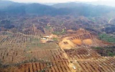 Rambah Hutan Lindung, PT MAL Kebal Hukum?