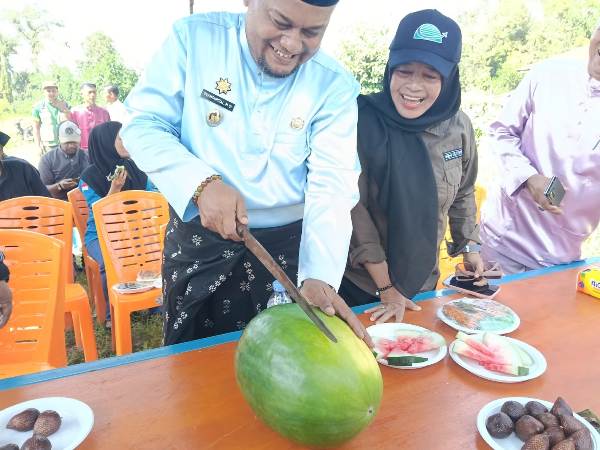 Ketahanan Pangan Siak, Bumkam Kota Ringin Panen 30 Ton Semangka