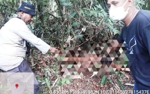 BBKSDA Riau Pasang Perangkap di Lokasi Wanita Diterkam Harimau