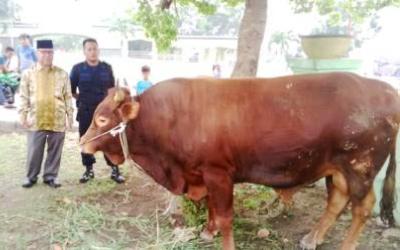 Sabtu, Sapi Kurban Jokowi di Potong di Pekanbaru
