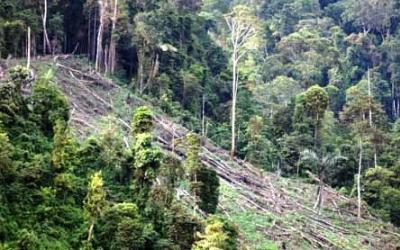 Camat Koto Kampar Hulu Beri Rekom Perambah Hutan