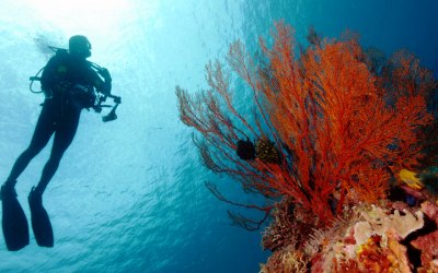 Surga Bawah Laut, Diving di Sangalaki Jadi Incaran Turis Asing