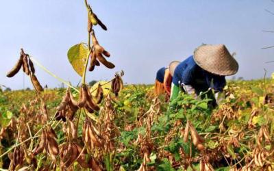 Mentan Anggarkan 33 Ribu Ha Lahan Kedelai di Riau