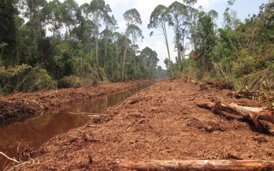 Menteri LHK Terkesan Bungkam Soal Kanal Gambut PT RAPP