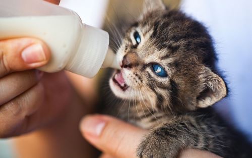 Cara Memisahkan Anak Kucing dari Induknya untuk Diadopsi 