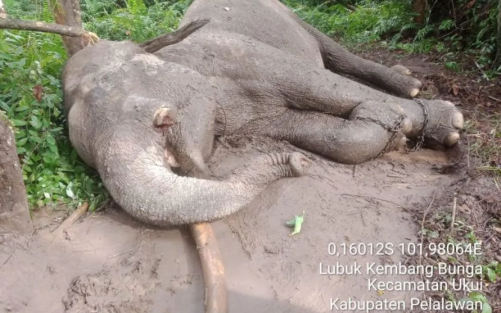 Diduga Diracun, Gajah di TNTN Mati dengan Gading Dicuri