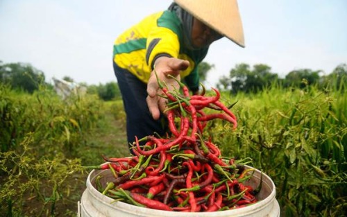 Harga Cabai Merah Melambung, Petani Untung Besar 