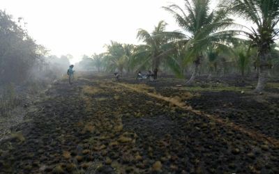 Tujuh Hektar Lahan Tanjung Medang Terbakar