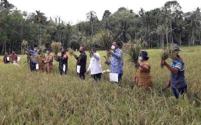 Pjs Wako Gunungsitoli Panen Raya Bersama Tani Fajar 