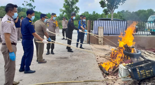 Puluhan Ton Bawang Merah dan Mangga Dimusnahkan Karantina Riau