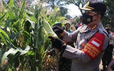 Ketahanan Pangan, Kapolresta Tangerang Panen Jagung