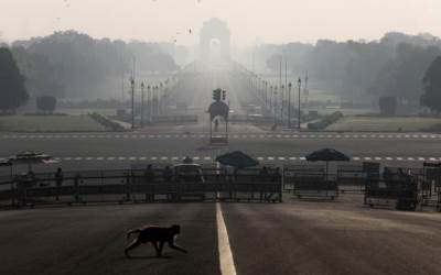 Monyet di India Curi Sampel Darah Pasien Covid-19