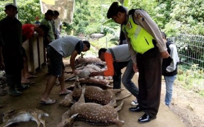 Belasan Rusa Tutul di Obyek Wisata Ditemukan Mati