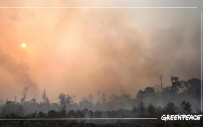 Greenpeace Indonesia  Buka Data dan Informasi Hutan Terbakar