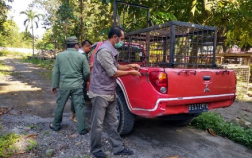 Man Tewas Diterkam Harimau di Kebun Sawit Unisraya