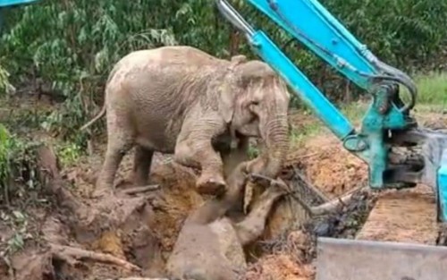 Anak Gajah Masuk Lubang Galian di HTI PT AA di Siak