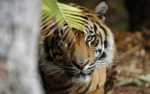 Seorang Warga Diterkam Harimau Saat Kamping 