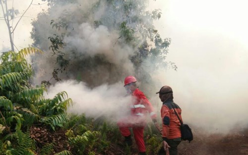 Hadi Penandio: 509 Hektar Lahan di Riau Terbakar