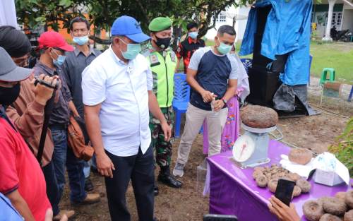 Bupati Alfedri Optimis Porang Bisa Berkembang di Kabupaten Siak