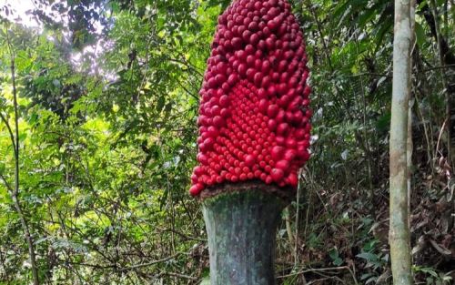 Langka, Bunga Bangkai Ini Ternyata Mau Berbuah 