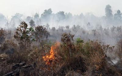 Bakar Lahan Untuk Bertani, Warga Pelalawan Ditangkap