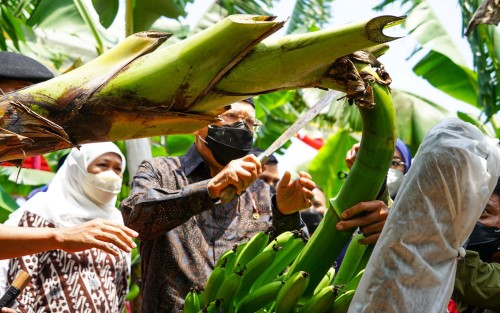 Wapres RI Panen Raya Pisang Cavendish di Ponorogo